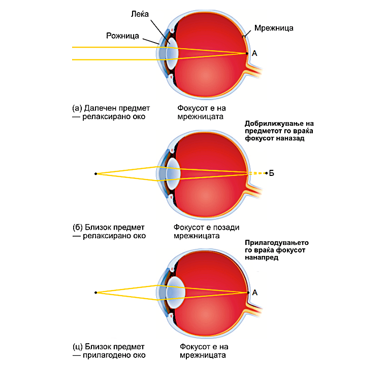 Слика 2. Леќите во окото се флексибилни и ја менуваат својата форма во зависност од далечината на предметите. Нивната задача е да ја поместуваат фокусната точка врз мрежницата. © Cengage Learning